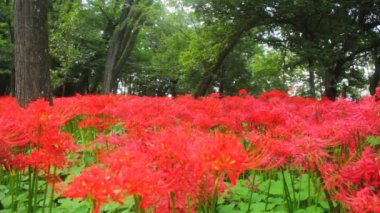 Kasırga lily / onun Japonya doğa konum. 4k ve zaman atlamalı. fotoğraf makinesi: Canon Eos 7d