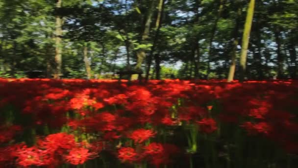 Orkanen Lily Dess Natur Plats Japan Tid Förflutit Kamera Canon — Stockvideo