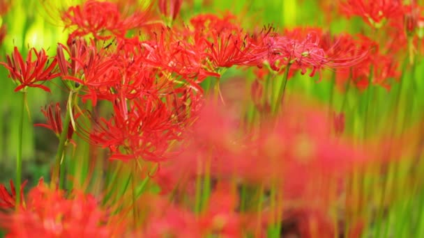 Lirio Huracán Lugar Natural Japón Time Lapse Cámara Canon Eos — Vídeos de Stock