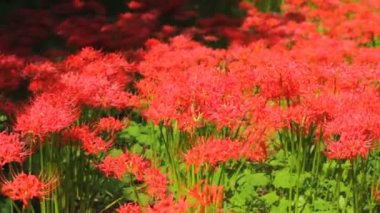 Kasırga lily / onun Japonya doğa konum. 4k ve zaman atlamalı. fotoğraf makinesi: Canon Eos 7d