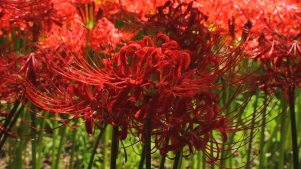 Lirio Huracán Lugar Natural Japón Time Lapse Cámara Canon Eos — Vídeo de stock