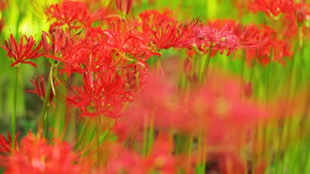 Lirio Huracán Lugar Natural Japón Time Lapse Cámara Canon Eos — Vídeos de Stock