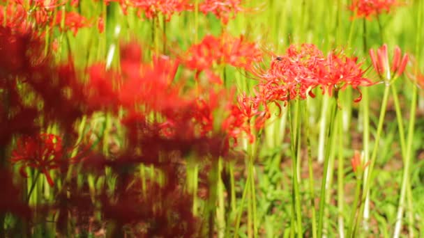 Orkanen Lily Dess Natur Plats Japan Tid Förflutit Kamera Canon — Stockvideo