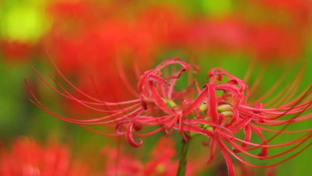 Lirio Huracán Lugar Natural Japón Time Lapse Cámara Canon Eos — Vídeos de Stock