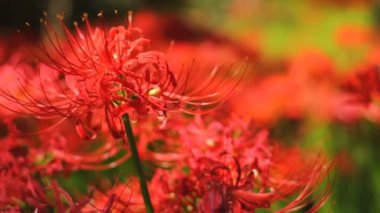 Kasırga lily / onun Japonya doğa konum. 4k ve zaman atlamalı. fotoğraf makinesi: Canon Eos 7d