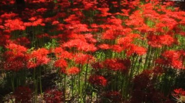 Kasırga lily / onun Japonya doğa konum. 4k ve zaman atlamalı. fotoğraf makinesi: Canon Eos 7d