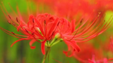 Kasırga lily / onun Japonya doğa konum. 4k ve zaman atlamalı. fotoğraf makinesi: Canon Eos 7d