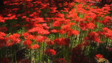 Kasırga lily / onun Japonya doğa konum. 4k ve zaman atlamalı. fotoğraf makinesi: Canon Eos 7d