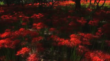 Kasırga lily / onun Japonya doğa konum. 4k ve zaman atlamalı. fotoğraf makinesi: Canon Eos 7d
