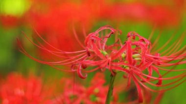 Kasırga lily / onun Japonya doğa konum. 4k ve zaman atlamalı. fotoğraf makinesi: Canon Eos 7d