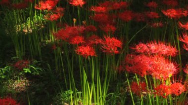 Kasırga lily / onun Japonya doğa konum. 4k ve zaman atlamalı. fotoğraf makinesi: Canon Eos 7d