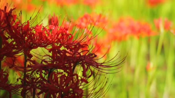 Kasırga Lily Onun Japonya Doğa Konum Zaman Atlamalı Fotoğraf Makinesi — Stok video