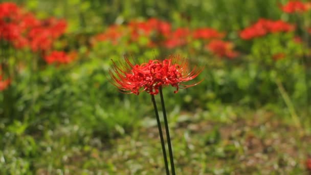 Badai Lily Its Lokasi Alam Jepang Time Lapse Kamera Canon — Stok Video