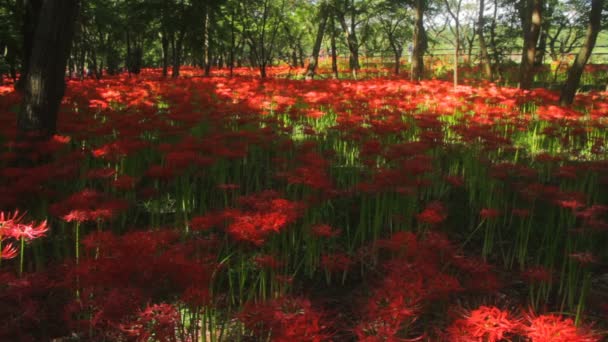 Orkaan Lily Zijn Een Natuur Locatie Japan Tijd Vervallen Camera — Stockvideo