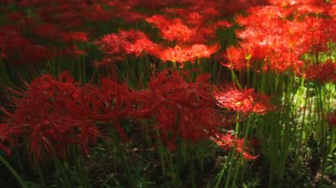  küme amaryllis park ortasında vurdu derin odak / onun Japonya doğa konum. 4k ve zaman atlamalı. fotoğraf makinesi: Canon Eos 7d