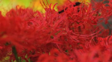 Kasırga lily yakın sığ odak el kadar alanında / onun Japonya doğa konum. 4k ve zaman atlamalı. fotoğraf makinesi: Canon Eos 7d