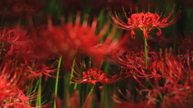  Kasırga lily geri raf odak yakın ormanı içinde / onun Japonya doğa konum. 4k ve zaman atlamalı. fotoğraf makinesi: Canon Eos 7d