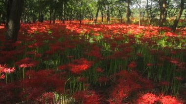 Amaryllis park geniş atış derin odak küme. / Onun Japonya doğa konum. 4k ve zaman atlamalı. fotoğraf makinesi: Canon Eos 7d