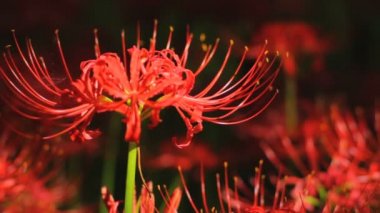 Kasırga lily orman yakın ön sığ odak içinde / onun Japonya doğa konum. 4k ve zaman atlamalı. fotoğraf makinesi: Canon Eos 7d