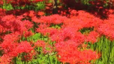 Kasırga lily orman ortasında el vurdu. / Onun Japonya doğa konum. 4k ve zaman atlamalı. fotoğraf makinesi: Canon Eos 7d