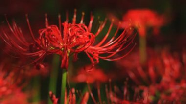 Kasırga lily ormana yakın ön raf odak. / Onun Japonya doğa konum. 4k ve zaman atlamalı. fotoğraf makinesi: Canon Eos 7d