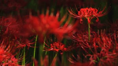 Kasırga lily geri sığ odak yakın ormanı içinde / onun Japonya doğa konum. 4k ve zaman atlamalı. fotoğraf makinesi: Canon Eos 7d
