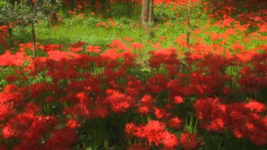 Kasırga lily geniş ormandaki derin odak sol kaydırma vurdu. / Onun Japonya doğa konum. 4k ve zaman atlamalı. fotoğraf makinesi: Canon Eos 7d