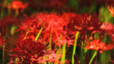 Kasırga lily geri raf odak kadar yakın Park / onun Japonya doğa konum. 4k ve zaman atlamalı. fotoğraf makinesi: Canon Eos 7d