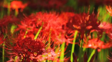 Kasırga lily parkta yakın kadar geri sığ odak. / Onun Japonya doğa konum. 4k ve zaman atlamalı. fotoğraf makinesi: Canon Eos 7d