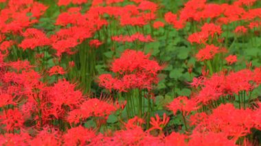 Kasırga lily orman orta hafif rüzgar vurdu. / Onun Japonya doğa konum. 4k ve zaman atlamalı. fotoğraf makinesi: Canon Eos 7d