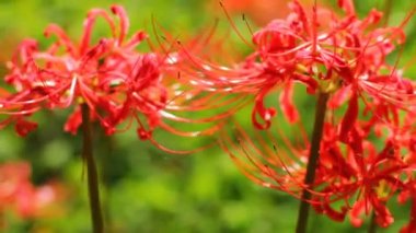 ormana yakın sığ odak el kadar kasırga lily. / Onun Japonya doğa konum. 4k ve zaman atlamalı. fotoğraf makinesi: Canon Eos 7d