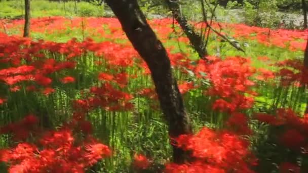 Ouragan Lis Est Endroit Naturel Japon Laps Temps Appareil Photo — Video