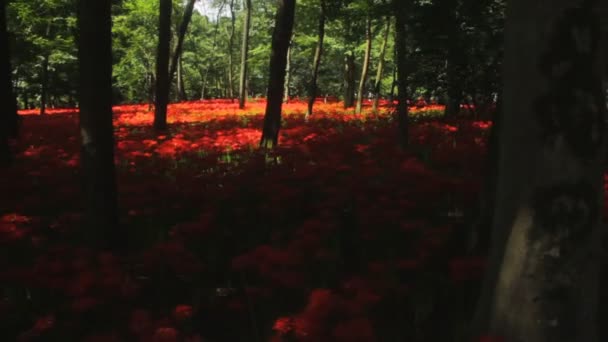 Furacão Lírio Local Natural Japão Lapso Tempo Câmera Canon Eos — Vídeo de Stock