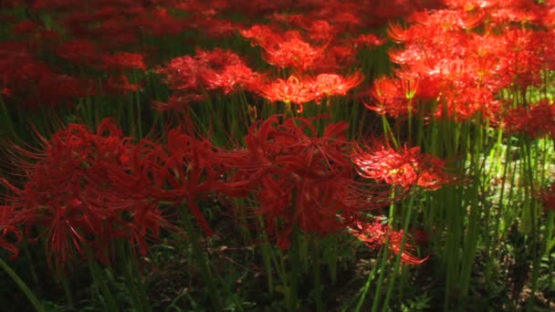 Cluster Amaryllis Park Middle Shot Deep Focus Lugar Natural Japón — Vídeos de Stock