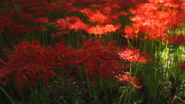  cluster amaryllis in the park middle shot deep focus  / Its a nature location in Japan. 4Ktime lapse. camera : Canon EOS 7D