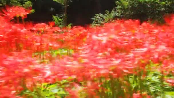 Orkaan Lily Achter Rivier Dicht Schoot Standaard Verscherping Handheld Zijn — Stockvideo