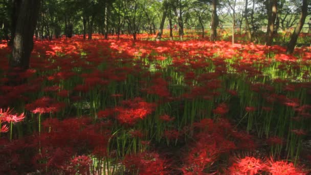 Скопление Амариллис Парке Широко Выстрелил Фокус Природное Место Японии Time — стоковое видео