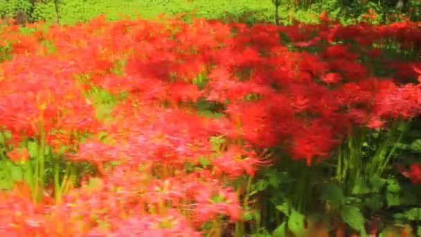 Cluster Amaryllis Médio Tiro Foco Profundo Handheld Local Natureza Japão — Vídeo de Stock