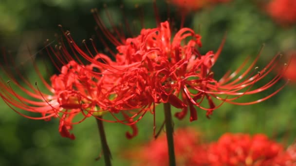 Hurricane Lily Close Shallow Focus Its Nature Location Japan Time — стоковое видео