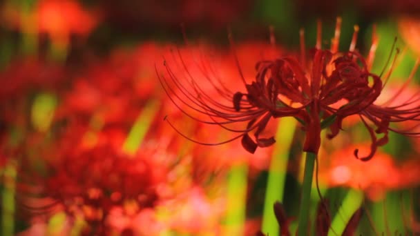 Huracán Lily Parque Cerca Foco Estante Delantero Lugar Natural Japón — Vídeo de stock