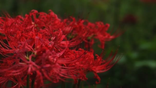 Lirio Huracán Parque Cerca Enfoque Superficial Portátil Lugar Natural Japón — Vídeos de Stock