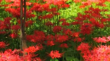 parkta el kasırga lily. / Onun Japonya doğa konum. 4k ve zaman atlamalı. fotoğraf makinesi: Canon Eos 7d