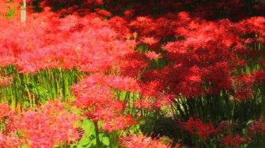 Kasırga lily park orta standart odak vurdu. / Onun Japonya doğa konum. 4k ve zaman atlamalı. fotoğraf makinesi: Canon Eos 7d