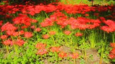 Kasırga lily park orta derin odak el vurdu. / Onun Japonya doğa konum. 4k ve zaman atlamalı. fotoğraf makinesi: Canon Eos 7d