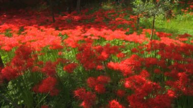 Kasırga lily orman ortasında vurdu standart odak / onun Japonya doğa konum. 4k ve zaman atlamalı. fotoğraf makinesi: Canon Eos 7d
