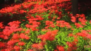 park standart odak el kasırga lily. / Onun Japonya doğa konum. 4k ve zaman atlamalı. fotoğraf makinesi: Canon Eos 7d