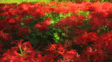 Kasırga lily yakın standart odak el atış Park / onun Japonya doğa konum. 4k ve zaman atlamalı. fotoğraf makinesi: Canon Eos 7d