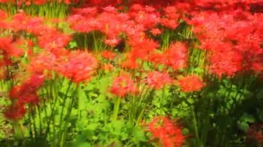 Kasırga lily park ortasında vurdu el / onun Japonya doğa konum. 4k ve zaman atlamalı. fotoğraf makinesi: Canon Eos 7d