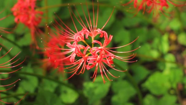 Hurricane Lily Park Close Shallow Focus Mild Wind Its Nature — Stock Video