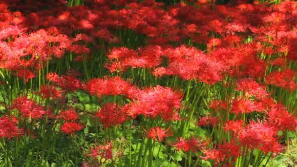 Hurricane Lily Park Middle Shot Standard Focus Mild Wind Its — Stock Video